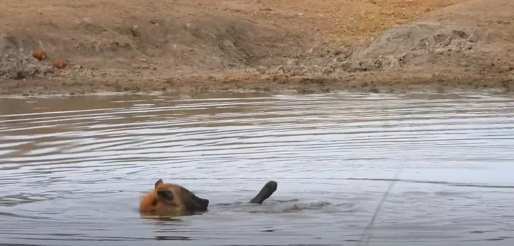 Linh cẩu gây bão vì mặc kệ cả thế giới, chuyên tâm trình diễn bơi ngửa trên hồ 